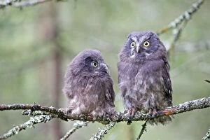Images Dated 30th May 2014: Boreal / Tengmalm's Owl two young perched