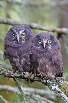 Images Dated 30th May 2014: Boreal / Tengmalm's Owl two young perched