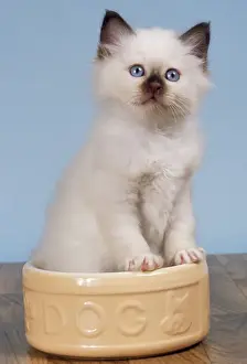 Borman Cat - kitten in dog bowl