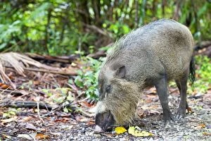 Images Dated 17th March 2014: Bornean Bearded Pig