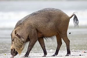Images Dated 17th March 2014: Bornean Bearded Pig on the beach