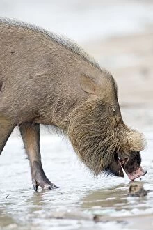 Images Dated 17th March 2014: Bornean Bearded Pig on the beach