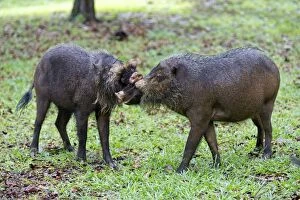Bornean Gallery: Bornean Bearded Pig males fighting