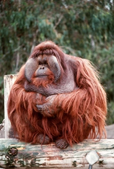 Orange Gallery: BORNEAN ORANG-UTAN