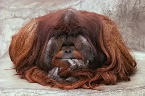 Hairstyles Gallery: Bornean ORANG-UTAN - Adult male in zoo
