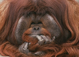 Bornean Orang-utan - Adult male in zoo