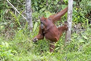 Bornean Gallery: Bornean Orangutan
