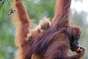 Bornean Gallery: Bornean Orangutan - adult female and young