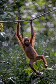 Bornean Gallery: Bornean Orangutan at the feeding station hanging from rope