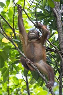 Bornean Gallery: Bornean Orangutan young