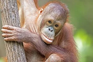Images Dated 29th March 2014: Bornean Orangutan young
