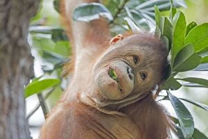 Bornean Gallery: Bornean Orangutan young feeding
