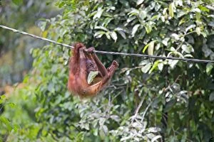 Bornean Gallery: Bornean Orangutan young hanging from rope