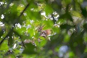 Images Dated 24th March 2014: Bornean Orangutan young seen through leaves