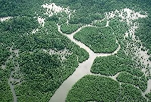 BORNEO - Aerial of Mangrove Forest