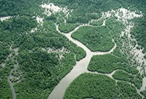 Borneo Prints: Borneo Aerial of mangrove Forest Sandakan, Sabah