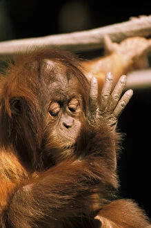 Borneo. Captive orangutan, or pongo pygmaeus