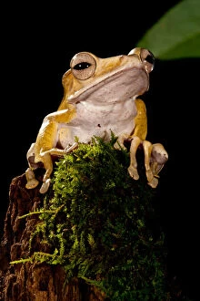 Borneo Eared Frog, Polypedates otilophus