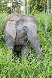 Images Dated 24th March 2014: Borneo Elephant / Borneo Pygmy Elephant
