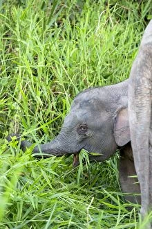 Images Dated 24th March 2014: Borneo Elephant / Borneo Pygmy Elephant