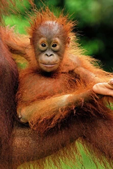 Baby Animals Gallery: Borneo Orang utan - baby