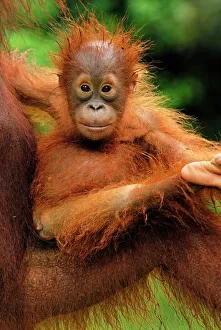 Mothers Collection: Borneo Orang utan - baby - Camp Leaky - Tanjung Puting N.P. - Kalimantan/Borneo - Indonesia