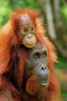 Borneo Orang utan - female with baby (Pongo pygmaeus)