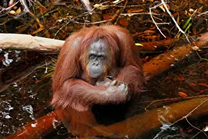 Borneo Orang utan - female - Camp Leaky - Tanjung Puting N. P. - Kalimantan/Borneo - Indonesia