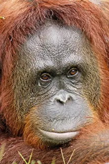 Borneo Orang utan - female - Camp Leaky - Tanjung Puting N. P. - Kalimantan/Borneo - Indonesia