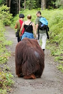 Borneo Orang utan - following tourists along path