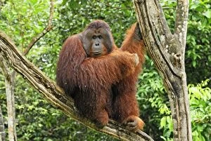 Images Dated 10th November 2007: Borneo Orang utan - male