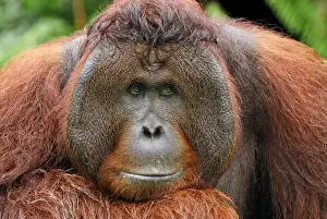 Borneo Orang utan - male - Camp Leaky - Tanjung Puting N. P. - Kalimantan/Borneo - Indonesia