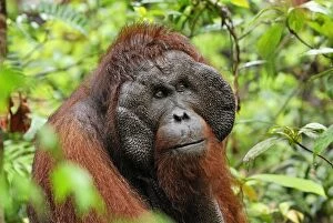 Borneo Orang utan - male (Pongo pygmaeus)