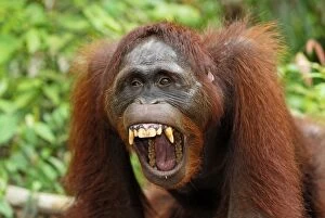 Borneo Orang utan - with mouth wide open (Pongo pygmaeus)