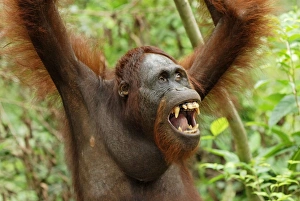 Images Dated 8th November 2007: Borneo Orangutan