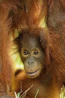 Images Dated 9th November 2007: Borneo Orangutan - baby
