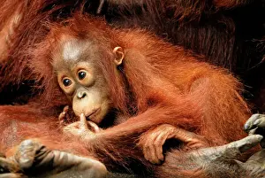 Borneo Prints: Borneo Orangutan - baby. Camp Leaky, Tanjung Puting National Park, Borneo, Indonesia