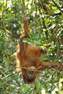 Images Dated 9th November 2007: Borneo Orangutan - baby. Camp Leaky, Tanjung Puting National Park, Borneo, Indonesia
