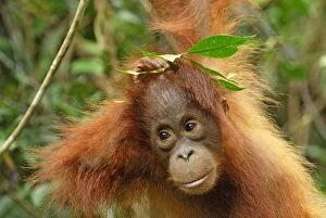 Images Dated 11th November 2007: Borneo Orangutan - baby. Camp Leaky, Tanjung Puting National Park, Borneo, Indonesia