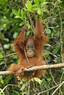 Images Dated 11th November 2007: Borneo Orangutan - baby. Camp Leaky, Tanjung Puting National Park, Borneo, Indonesia