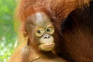 Borneo Orangutan - baby. Camp Leaky, Tanjung Puting National Park, Borneo, Indonesia