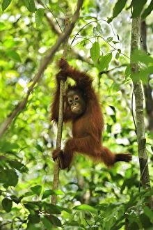 Borneo Orangutan - baby climbing on a tree (Pongo pygmaeus)