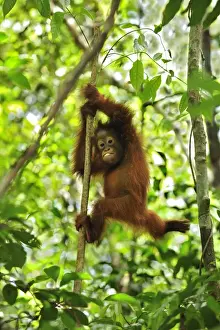 Borneo Orangutan - baby climbing on a tree - Camp Leakey - Tanjung Puting National Park - Kalimantan - Borneo - Indonesia