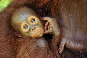 Cute Prints: Borneo Orangutan - baby with mother's breast - Camp Leakey - Tanjung Puting National Park - Kalimantan - Borneo