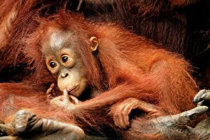 Borneo orangutan baby pongo pygmaeus