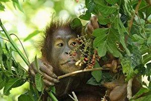 Images Dated 9th November 2007: Borneo Orangutan - eating fruits