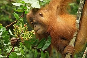 Borneo Orangutan - eating fruits. (Pongo pygmaeus)