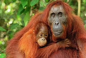 Cuddling Gallery: Borneo Orangutan - female with baby