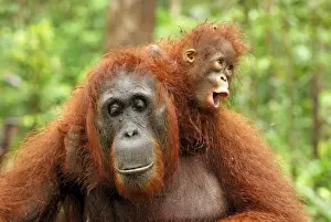 Borneo Orangutan - female with baby. Camp Leaky, Tanjung Puting National Park, Borneo, Indonesia