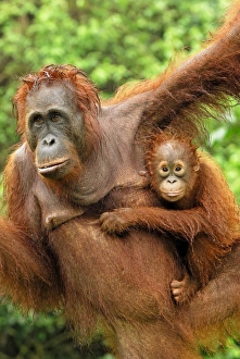 Images Dated 11th November 2007: Borneo Orangutan - female with baby